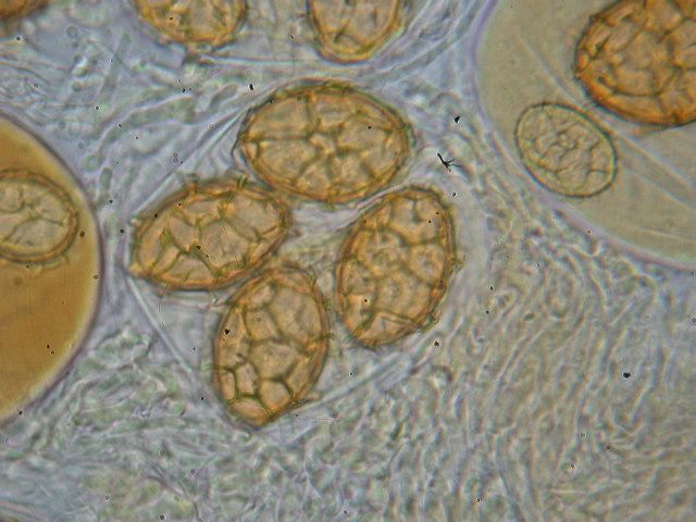 Tuber aestivum ... SPORE